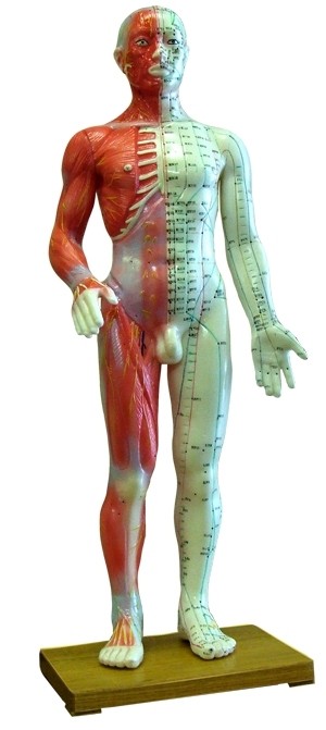 Human Body Model 60cm Acupuncture Points & Anatomy