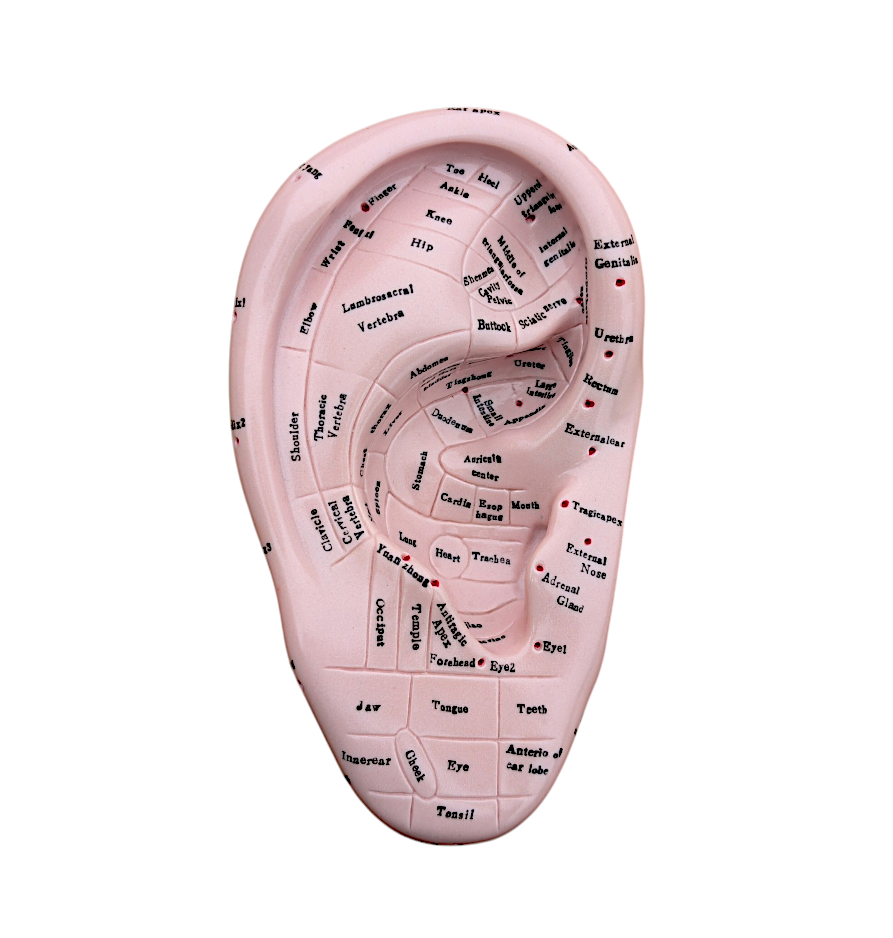 Zone Auricular Ear Model 17cm