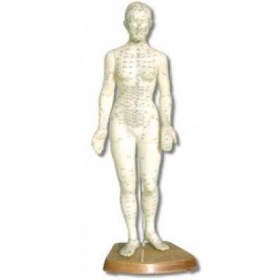 Chinese Body Model - Female 18"