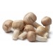 MycoNutri Sun Agaric Powder 250g (Agaricus subrufescens)